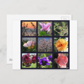 Bloemen in Israël Briefkaart (Voorkant / Achterkant)