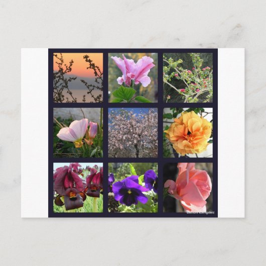 Bloemen in Israël Briefkaart (Voorkant)