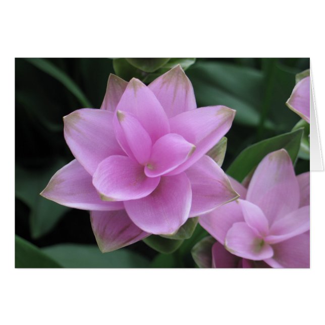 Bloemen in Longwood Gardens (Voorkant Horizontaal)