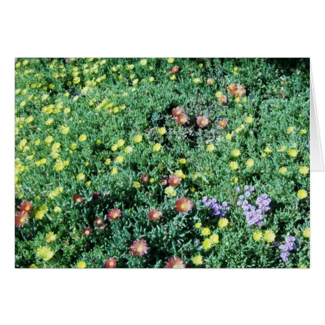 bloemen in mexico (Voorkant Horizontaal)