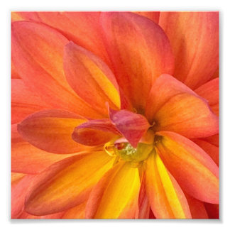 Bloemen in NYC Foto Afdruk