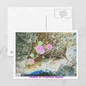 Bloemen in Oceanside Marina Briefkaart (Voorkant / Achterkant)