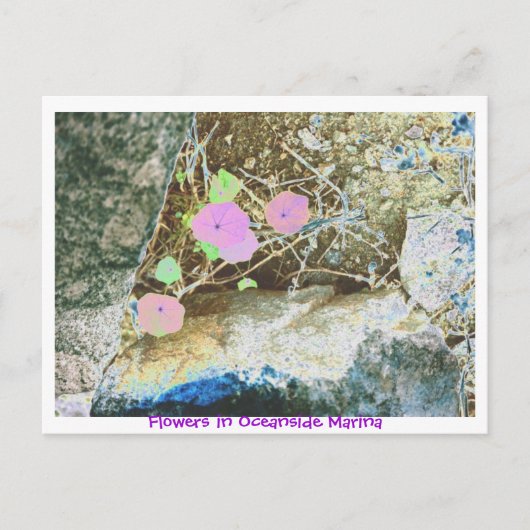 Bloemen in Oceanside Marina Briefkaart (Voorkant)