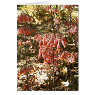 Bloemen in Parque Tangamanga