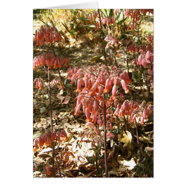 Bloemen in Parque Tangamanga (Voorkant)