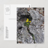 Bloemen in Rock Briefkaart (Voorkant / Achterkant)