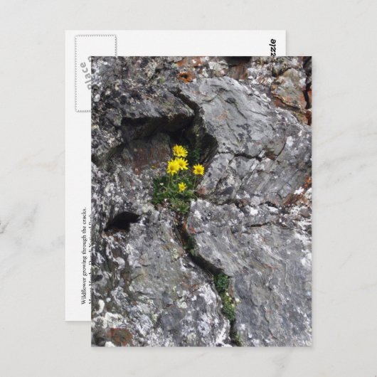 Bloemen in Rock Briefkaart (Voorkant / Achterkant)