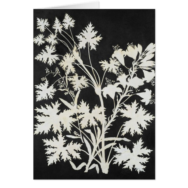 Bloemen in Silhouette (Voorkant)