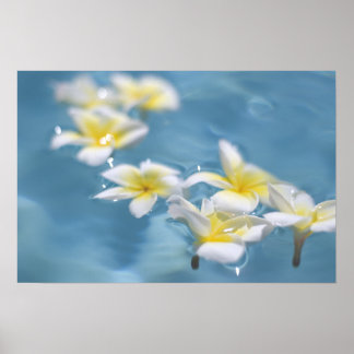 Bloemen in water poster