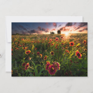 Bloemen Indian Blanket Wildflower Texas Bedankkaart