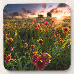 Bloemen   Indian Blanket Wildflower Texas Bier Onderzetter