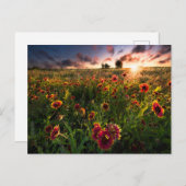 Bloemen | Indian Blanket Wildflower Texas Briefkaart (Voorkant / Achterkant)