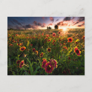 Bloemen   Indian Blanket Wildflower Texas Briefkaart