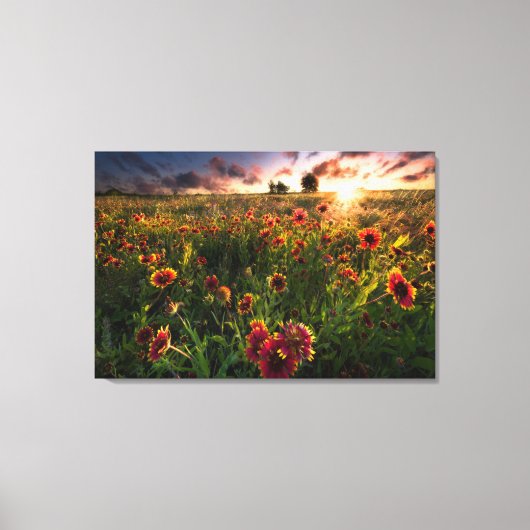 Bloemen | Indian Blanket Wildflower Texas Canvas Afdruk (Voorkant)