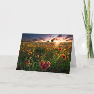 Bloemen   Indian Blanket Wildflower Texas Kaart