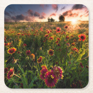 Bloemen Indian Blanket Wildflower Texas Kartonnen Onderzetters