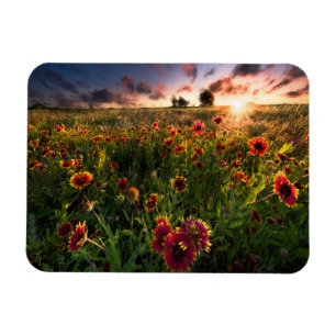 Bloemen Indian Blanket Wildflower Texas Magneet