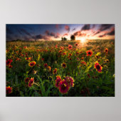 Bloemen | Indian Blanket Wildflower Texas Poster (Voorkant)