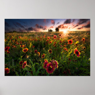 Bloemen   Indian Blanket Wildflower Texas Poster