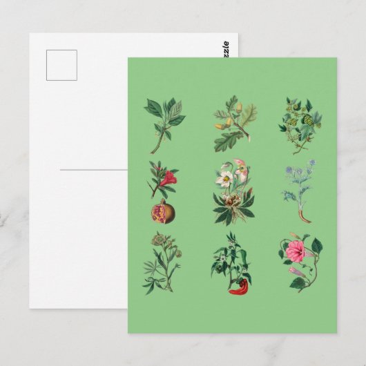 Bloemen, kleurrijke vruchten en afbeelding van gro briefkaart (Voorkant / Achterkant)