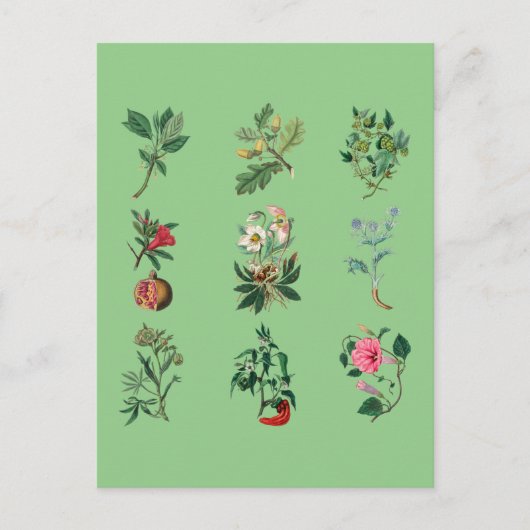 Bloemen, kleurrijke vruchten en afbeelding van gro briefkaart (Voorkant)