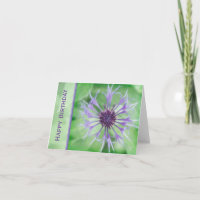 Bloemen - Korenbloem