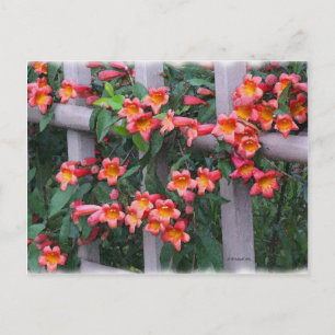 Bloemen langs het hek briefkaart
