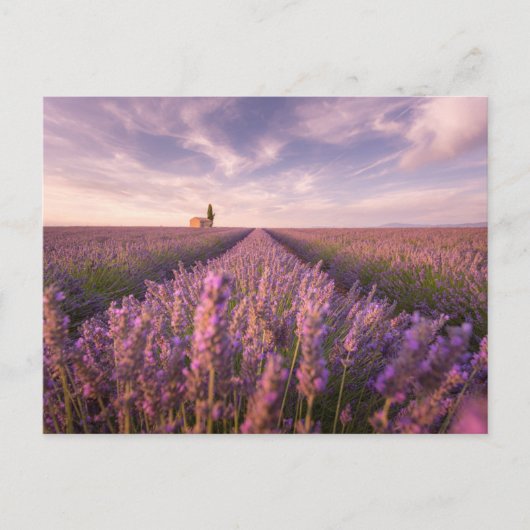 Bloemen | Lavender Southern France Briefkaart (Voorkant)