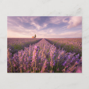 Bloemen   Lavender Southern France Briefkaart
