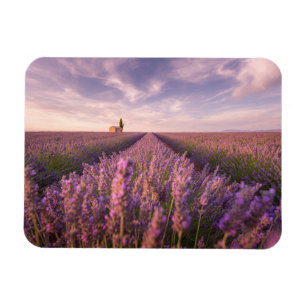 Bloemen Lavender Southern France Magneet