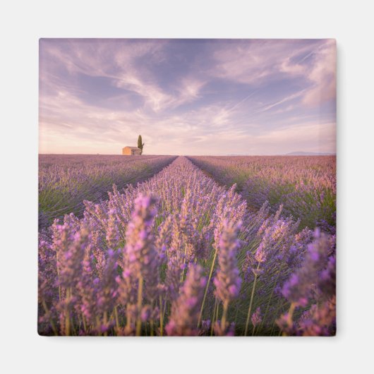 Bloemen | Lavender Southern France Magneet (Voorkant)