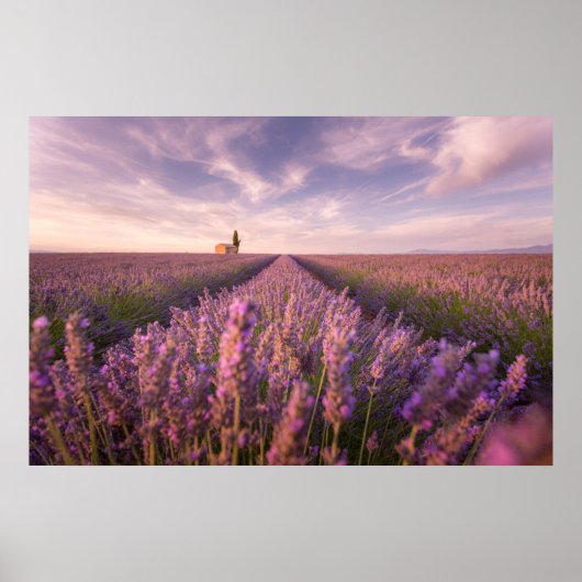 Bloemen | Lavender Southern France Poster (Voorkant)