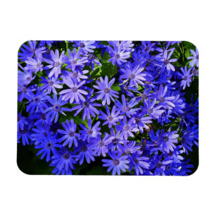 Bloemen lijkend op Blauwe Madeliefjes Natuurfotogr Magneet