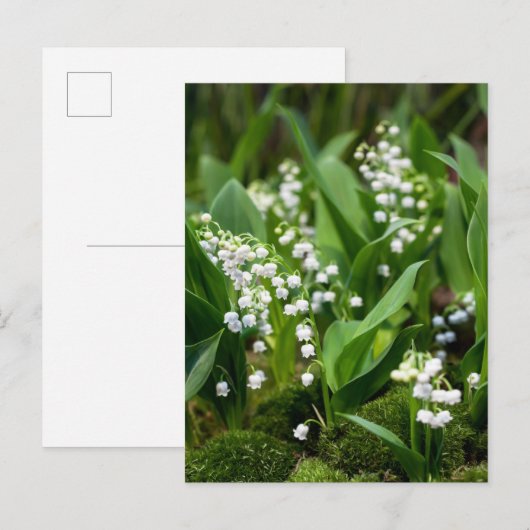 Bloemen | Lily van de Valley Zweden Briefkaart (Voorkant / Achterkant)