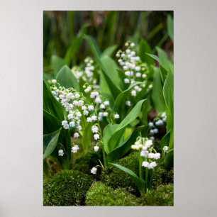 Bloemen   Lily van de Valley Zweden Poster
