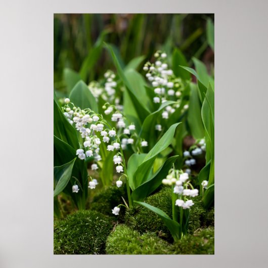 Bloemen | Lily van de Valley Zweden Poster (Voorkant)
