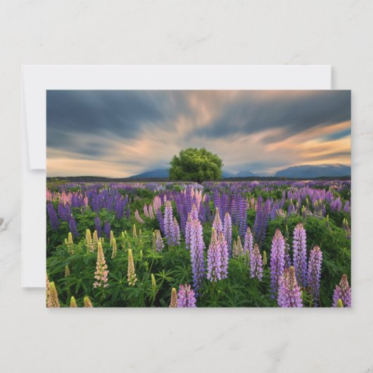 Bloemen | Lupine Field in Nieuw-Zeeland Bedankkaart (Voorkant)
