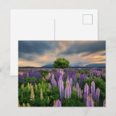 Bloemen | Lupine Field in Nieuw-Zeeland Briefkaart (Voorkant / Achterkant)