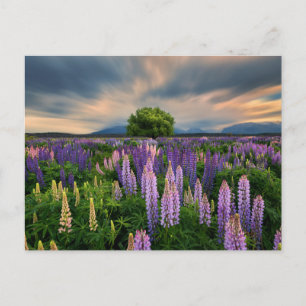 Bloemen   Lupine Field in Nieuw-Zeeland Briefkaart