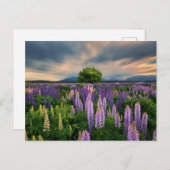 Bloemen | Lupine Field in Nieuw-Zeeland Briefkaart (Voorkant / Achterkant)