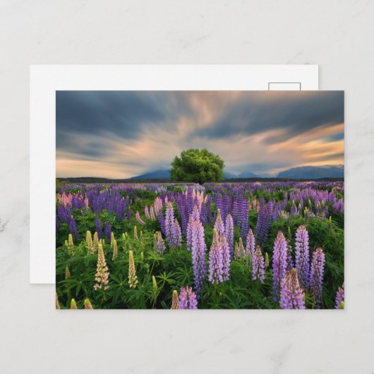 Bloemen | Lupine Field in Nieuw-Zeeland Briefkaart (Voorkant / Achterkant)