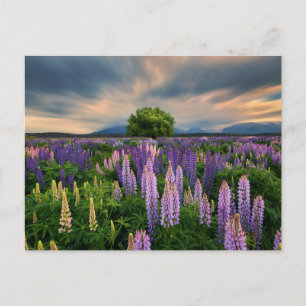 Bloemen Lupine Field in Nieuw-Zeeland Briefkaart