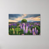 Bloemen | Lupine Field in Nieuw-Zeeland Canvas Afdruk (Voorkant)