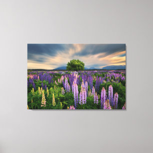 Bloemen   Lupine Field in Nieuw-Zeeland Canvas Afdruk