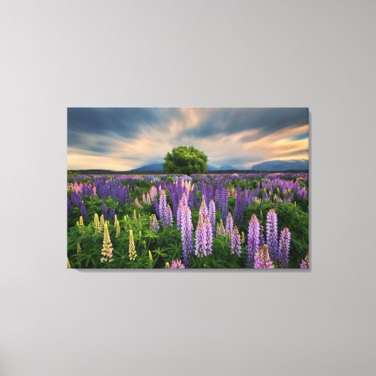 Bloemen | Lupine Field in Nieuw-Zeeland Canvas Afdruk (Voorkant)