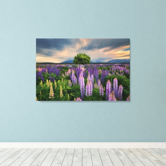 Bloemen | Lupine Field in Nieuw-Zeeland Canvas Afdruk (Insitu (Houten vloer))