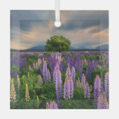 Bloemen | Lupine Field in Nieuw-Zeeland Glas Ornament (Voorkant)