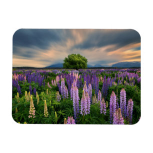 Bloemen   Lupine Field in Nieuw-Zeeland Magneet
