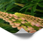 Bloemen | Lupine Field in Nieuw-Zeeland Poster (Hoek)