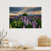 Bloemen | Lupine Field in Nieuw-Zeeland Poster (Keuken)